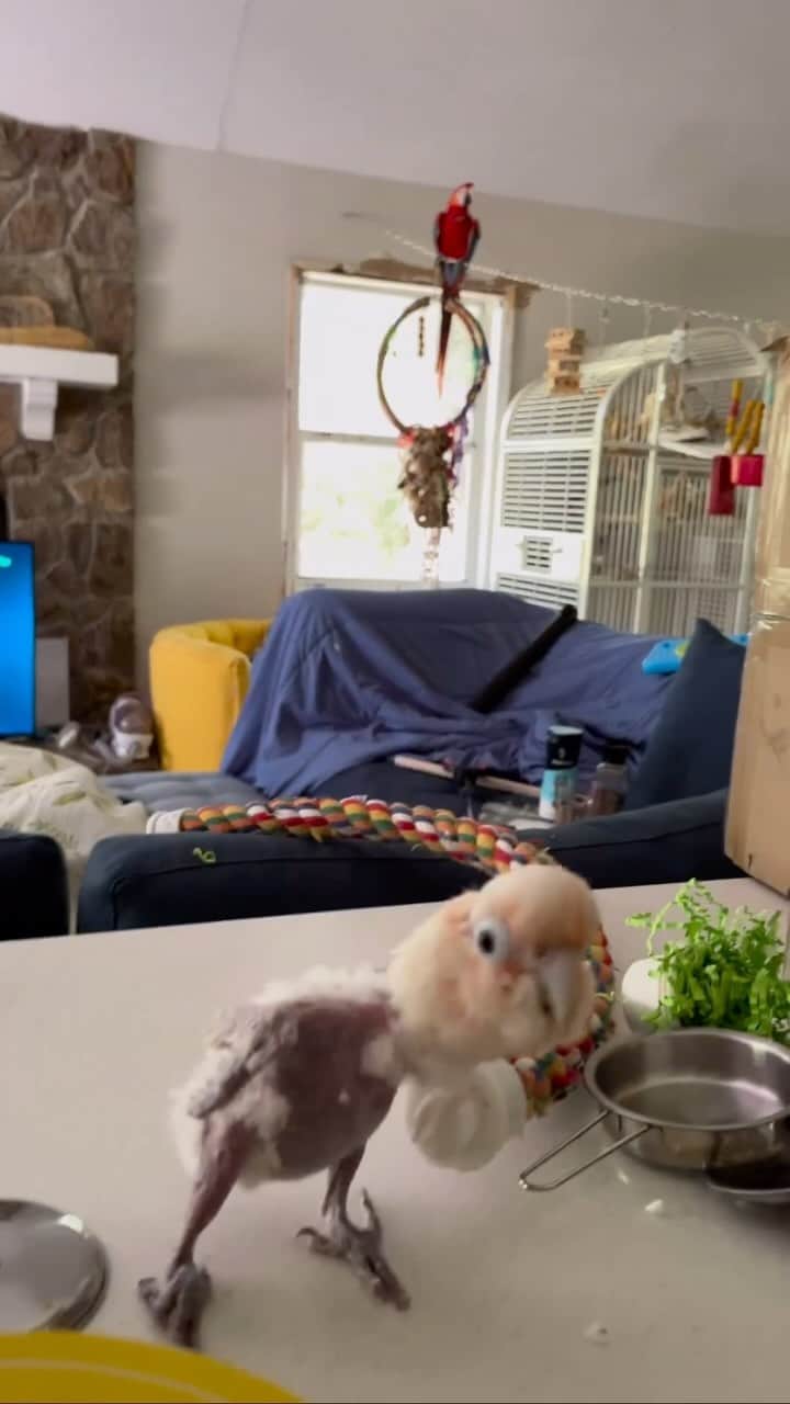 Earth Picsのインスタグラム：「@my_flying_fids “Chicken is a Goffin Cockatoo and a survivor of neglect and abuse. Before I adopted her, she spent a long life locked inside of a cage in a dark basement. The anxiety and depression associated with that caused her to pluck herself for many years. I don’t know the exact details of what happened to her in the past but I know it was bad and that she had at least 2 untreated breaks in her leg.   I can’t say for certain if she will get any feathers back but we don’t think she will because of the extensive follicle damage from years of plucking. These days Chicken lives a very happy life and she is healing from her traumas both physically and emotionally. Slowly she is learning to trust people who aren’t me and is becoming more secure in her new happy life. My family and I consider ourselves lucky to get to be her forever flock and love her to pieces!”   🎥 @my_flying_fids」