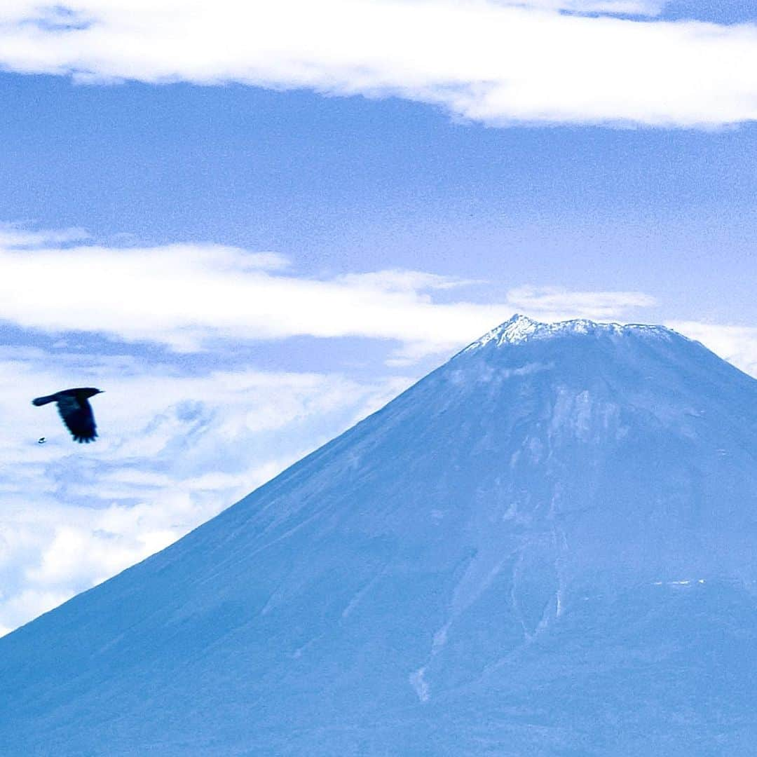 けらえいこさんのインスタグラム写真 - (けらえいこInstagram)「帰りの日は富士山が初冠雪したというので、新幹線から持っていた一眼レフで撮りました。そこに鷹らしきものが写っていてびっくり。めちゃくちゃおめでたくないですか？㊗️✨私を追って戻って来たの？✨とかまで思いながら家で拡大してみたところ‥‥‥  カラスでした‥‥‥😂  ３枚目以降はいろいろ撮れていたものぜんぶです。プロの方に同行したので、私のカメラの設定（コンティニュアスなんとか）を教えていただき、燕さんまで撮れていますが、撮っている時は見えてないんですよね。あとで拡大してワーキャー言うのが楽しいです。  伊良湖の話おわり」10月11日 3時46分 - keraeiko