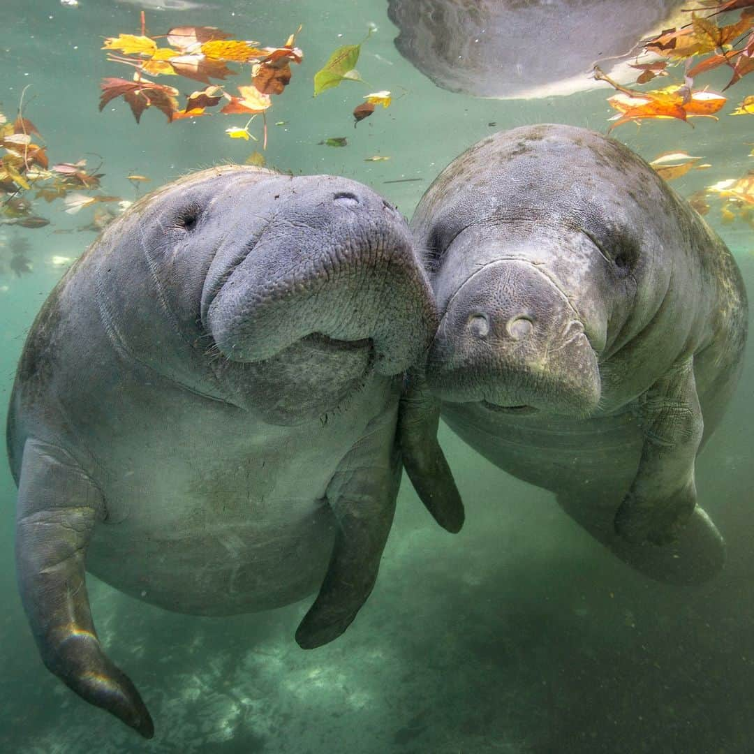 アニマルプラネットのインスタグラム：「#DidYouKnow the #manatee's range overlaps with fall colors? 🍁  As fall temps grow cooler, #Florida's Crystal River becomes a haven for manatees seeking warmer waters to stay cozy.   #FallVibes #Wildlife」