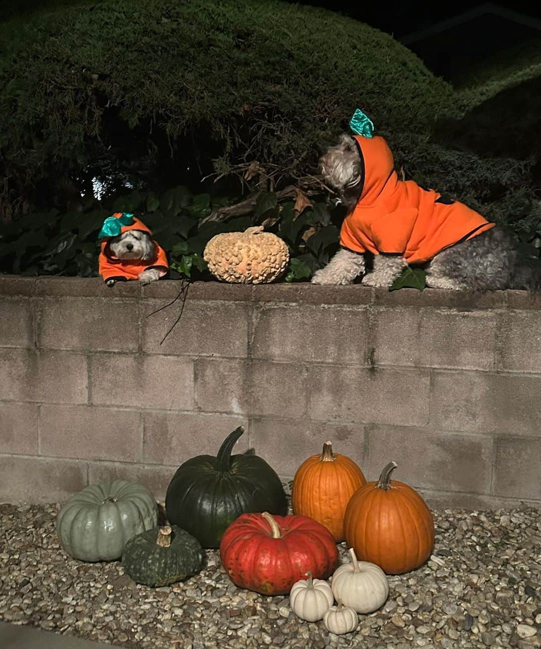 ノア・サイラスさんのインスタグラム写真 - (ノア・サイラスInstagram)「it’s the great pumpkin , charlie brown!!!」10月11日 4時17分 - noahcyrus