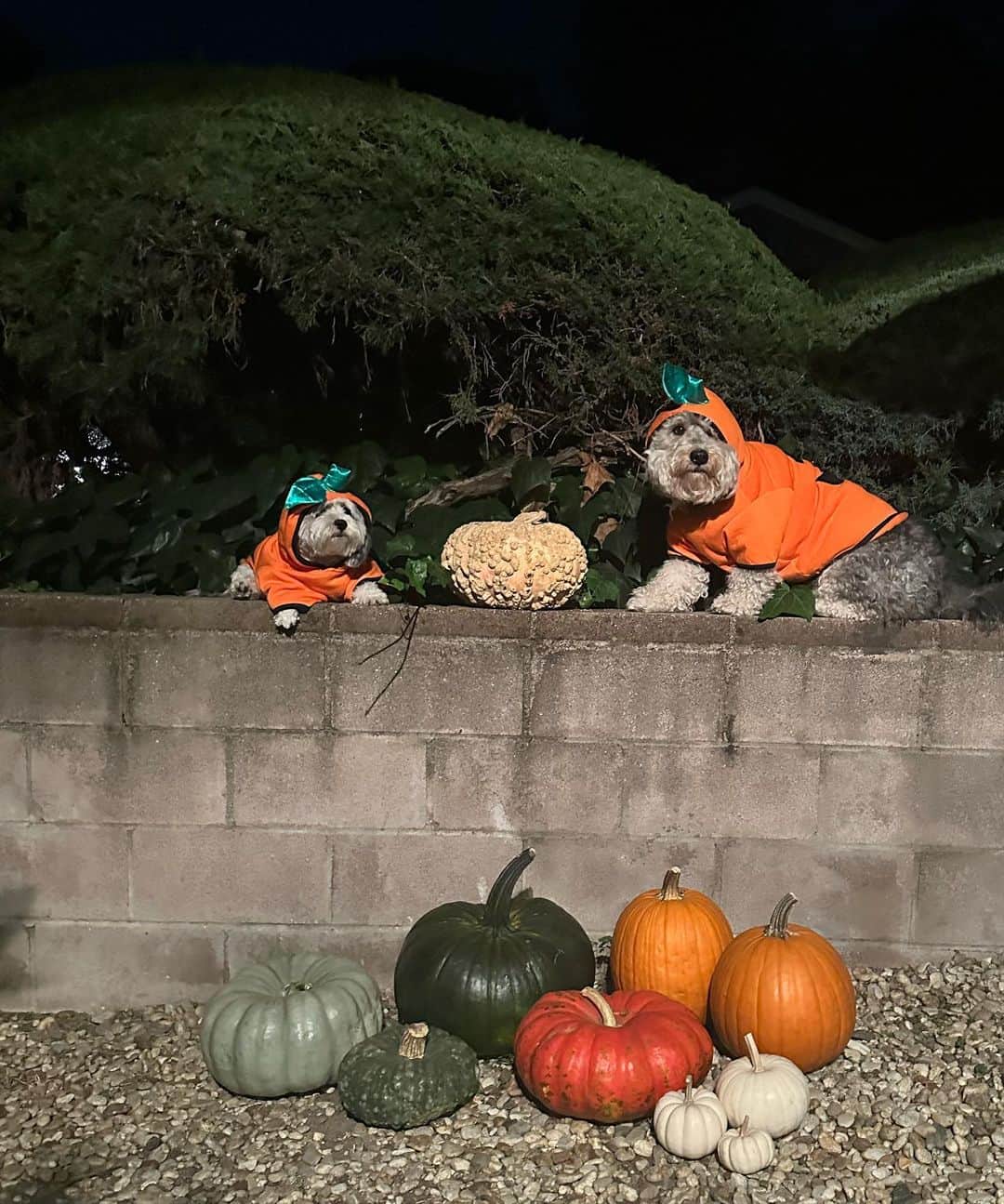 ノア・サイラスさんのインスタグラム写真 - (ノア・サイラスInstagram)「it’s the great pumpkin , charlie brown!!!」10月11日 4時17分 - noahcyrus