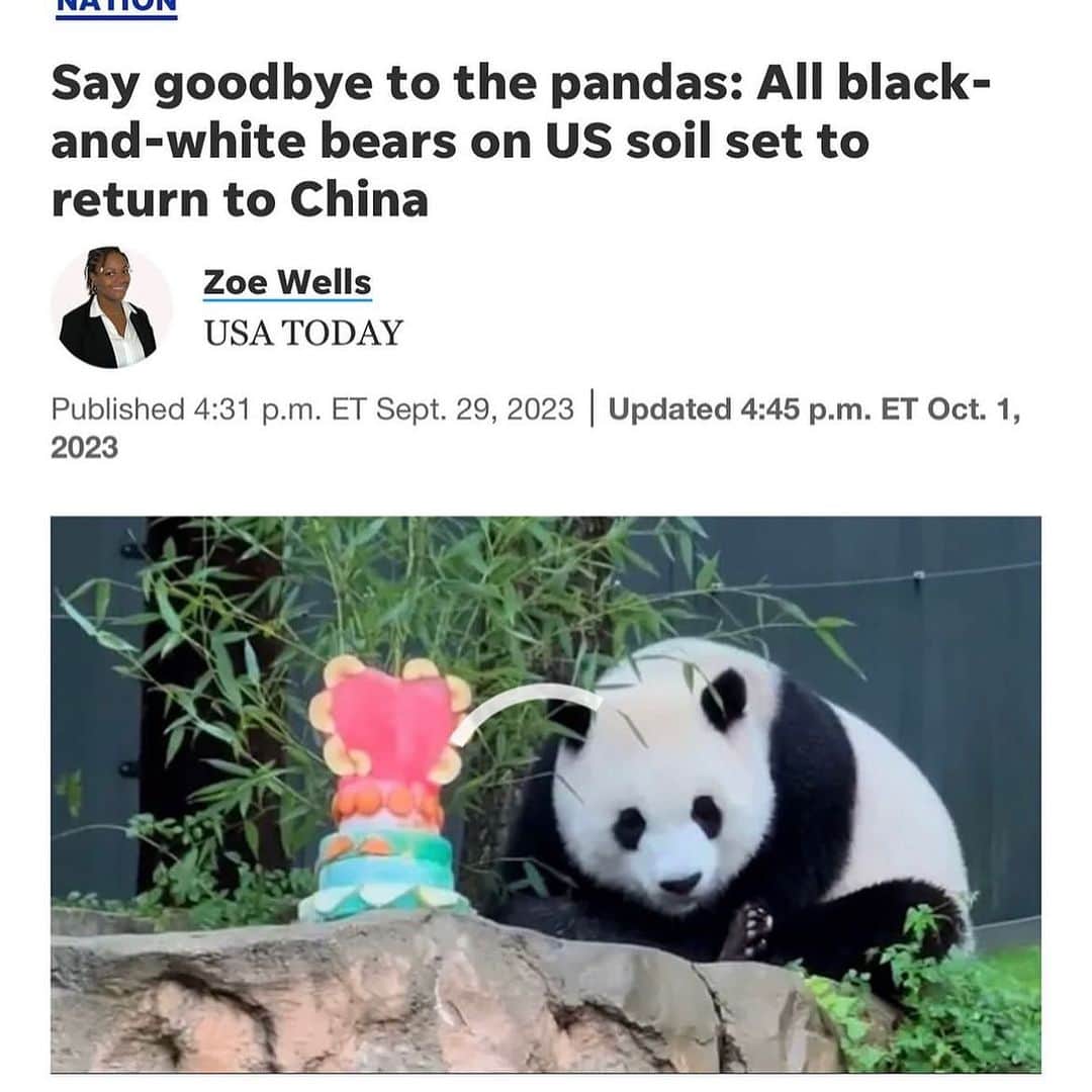 レイチェル・ニコルズさんのインスタグラム写真 - (レイチェル・ニコルズInstagram)「TV shoot: dress like a panda. Off time on shoot: go see pandas. So sad to hear that all the pandas that have been in US zoos for decades are now being pulled back to China. (The pandas were always ‘on loan’ to these zoos - literally every giant panda in the world comes from China, which is the only place with a supportive natural habitat.) For more than half a century, China HAD been loaning them out to zoos around the globe, as part of a diplomatic effort. Now that appears to be over. 😢」10月11日 4時13分 - rachel_nichols