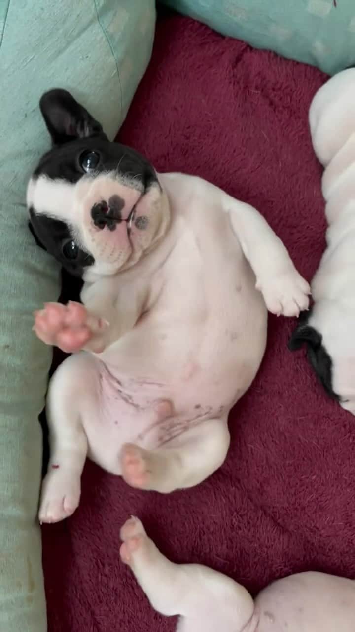 Regeneratti&Oliveira Kennelのインスタグラム：「Belly rubs are the way to my heart! 💖」