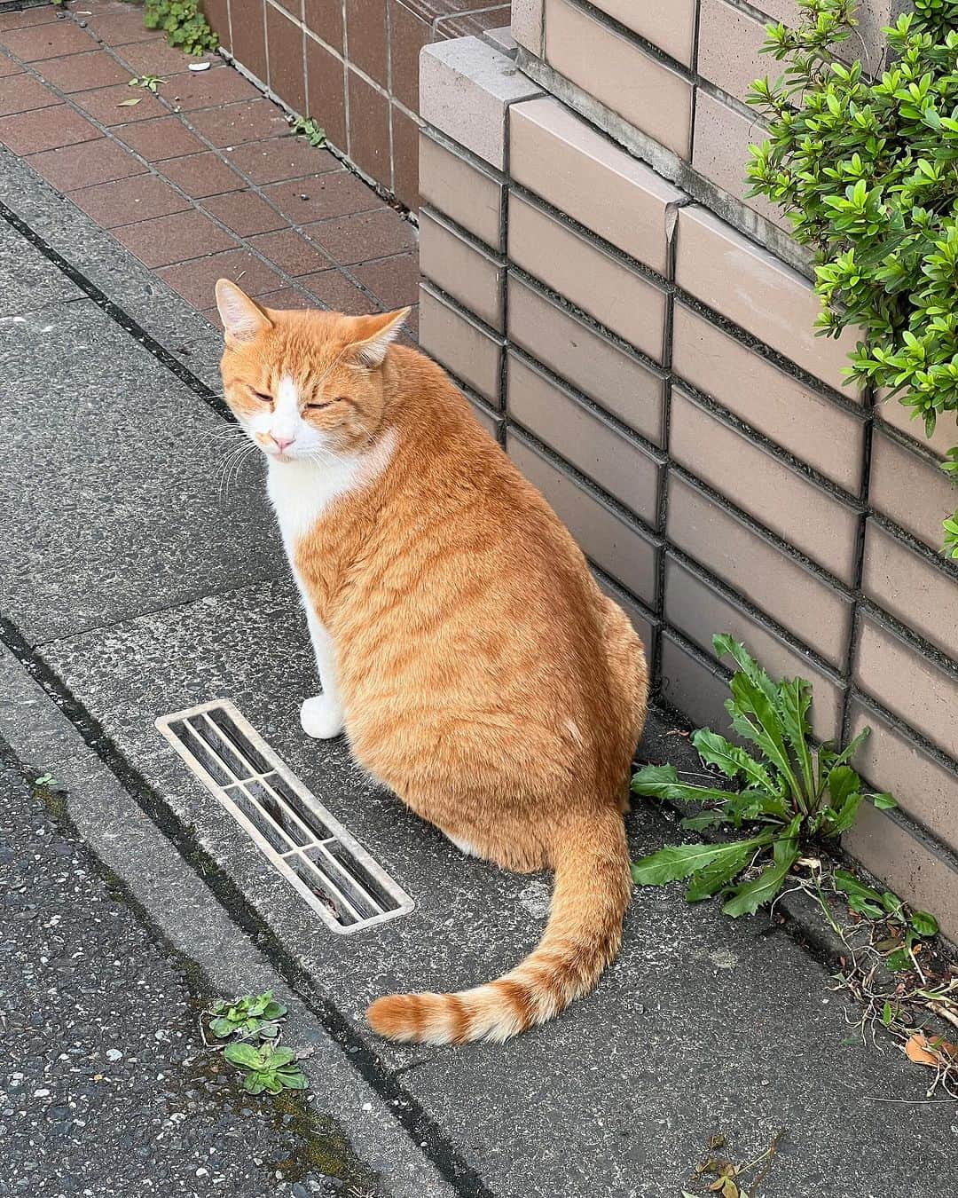 Kachimo Yoshimatsuのインスタグラム：「あれ？ちゃめし？ 買い物に出て 家からだいぶ離れた所で見かけた｡ 呼んだら振り返ってこっち見てた。  #うちの猫ら #猫 #chameshi #ねこ #ニャンスタグラム #にゃんすたぐらむ #ねこのきもち #cat #ネコ #catstagram #ネコ部 http://kachimo.exblog.jp」