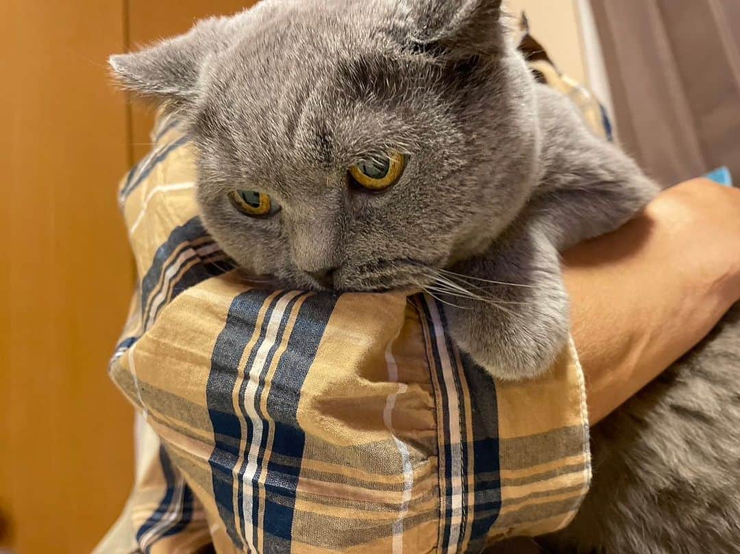 KAORUさんのインスタグラム写真 - (KAORUInstagram)「確保🥰🥰🥰  #ブリティッシュショートヘア  #諭吉 #猫のいる暮らし」10月11日 15時11分 - yukisaku_88