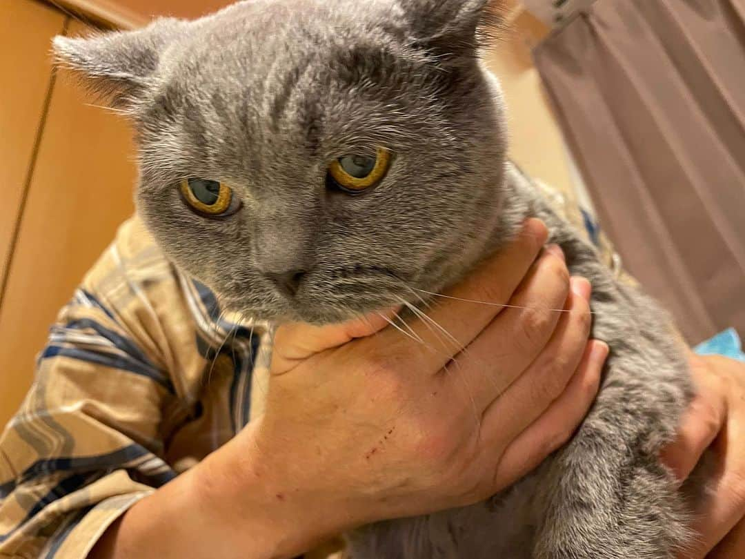 KAORUさんのインスタグラム写真 - (KAORUInstagram)「確保🥰🥰🥰  #ブリティッシュショートヘア  #諭吉 #猫のいる暮らし」10月11日 15時11分 - yukisaku_88