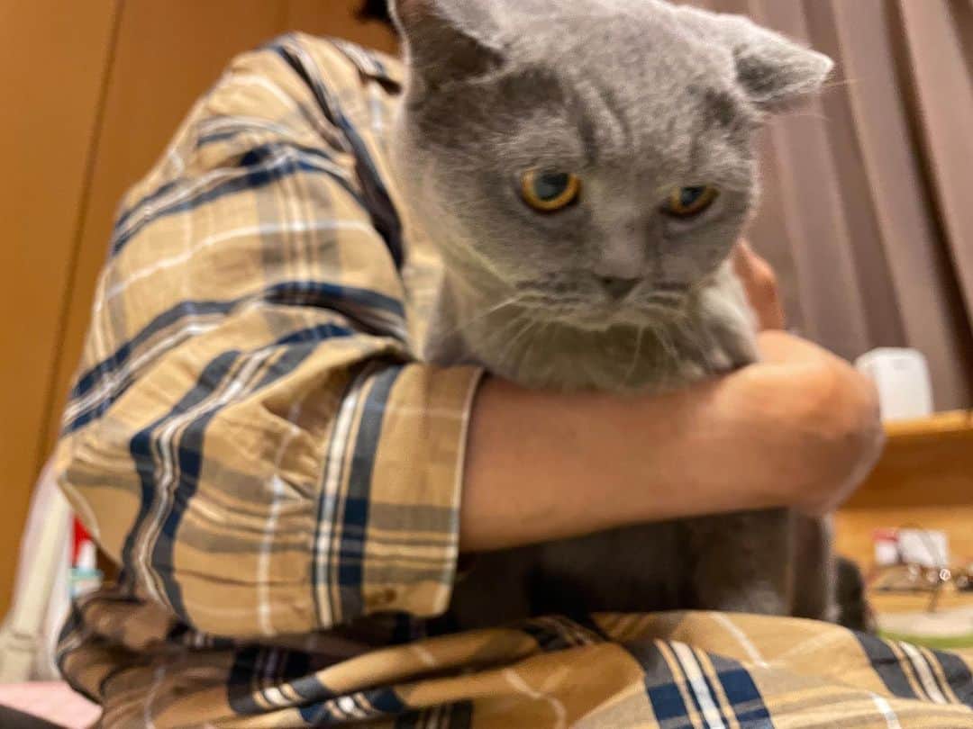 のインスタグラム：「確保🥰🥰🥰  #ブリティッシュショートヘア  #諭吉 #猫のいる暮らし」