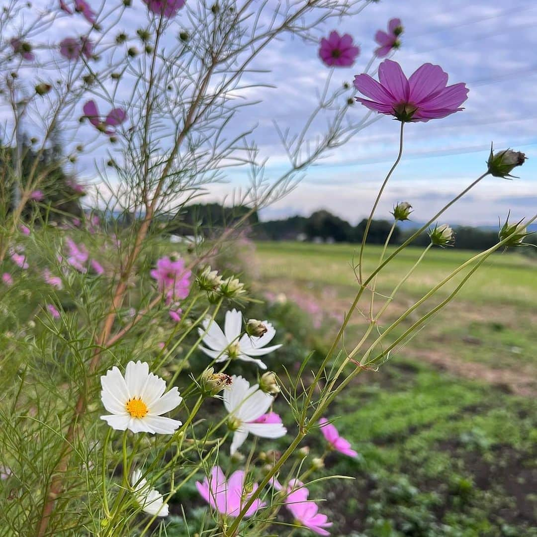 齊藤美絵さんのインスタグラム写真 - (齊藤美絵Instagram)「世界的…いぇ、宇宙的ジャズギタリスト 小沼ようすけさん @yosukeonuma_official  10/26(木)大分ブリックブロック @oita_brickblock  10/28(土)竹田ギャラリーコネクトプラス(Hi!Yoriyo) @gallery_connect.plus  に降臨します🪐✨  圧倒的な超絶ギターであり、 自然や宇宙からのエネルギーを受け取り 奏でる小沼さんのギター。  FM横浜で、ゲストにお迎えしてから、 15年以上ご縁をいただいていて、 恐らく人生で一番ライブに行っている方。  江の島でプロデュースした ライブイベントに出て下さったり、 震災後すぐに石巻や気仙沼にご一緒してくださり、 当時、音の消えてしまった場に 美しく柔らかな音色を届けていただきました。 ライブ後に涙を流して喜んでくれたおばあちゃんや 思わずギューッとハグしてくれた小学生のこと、 忘れられません。  今回、ソロアルバムリリースとなり、 製作前に一度竹田を訪れてくださって、 清滝や籾山神社、久住高原へ。 アルバム完成したら、 ここで是非ライブをと 言ってくださっていたことが実現します🌈  大分・竹田はJazzがお好きな方も多いので、 是非お越しいただきたいですし、 Jazzやライブというキーワードに これまでご縁が無かったという方も、 Jazzは敷居が高い…なんて思っていた方も、 小沼さんの創り出す世界の中に 身を置いていただきたい🌏🌿✨ 固定観念が完全に変わります。  豊かな自然の中に浸っているときの心地善さ。 幸波動のエネルギーで細胞が満たされる感覚！  普段から土や稲、野菜、果実に触れる 生産者さん達にもこのヒトトキだけ是非✨ とお伝えしたい。  10/26(木)は午後7時〜大分ブリックブロックで。  10/28(土)は、午後2時〜ギャラリーコネクトプラス (Hi!Yoriyo)にて。 この日は、事前予約で、 小沼ようすけさんのアルバムをイメージした ランチボックスをEarthFoodLab.が🍽️🌿 ランチとアートを楽しんでから、 小沼さんのギターに浸っていただきたいです。 (※ご予約は各会場にお願いします🙏)  ハーヴェストムーン直前の満ちるタイミング🌕  両ライブとも、マウイ島に行ったことのある 小沼さんのご厚意で、チケット代の一部を マウイの山火事で被害に遭われた スッシーさんご一家への義援金にします と言ってくださり、 さらに、両会場の皆さまのご厚意で 義援金箱を置かせていただきます。  心より感謝🙏🌈  音楽関係者の予約も入り始めたタイミングで、 とある竹田の青年から 「小沼さんが竹田に来るなんて 最高に嬉しいです！ いつか小沼さんのライブに行くのが 夢だったんです！！！」と 熱い想いを聴かせていただきました。  ブルーノートなどでも常に満席の小沼さんが、 大分や竹田にも来てくださり、 地元プライスでライブをやってくださる。 本当に大事なものとか大切にしているものが、 とても純粋で、無我の愛な方。  ソロアルバムを娘と聴きながら、 今月末にお迎えし、 大分・竹田の地で 生音を体感できること、 心から光栄に想い、楽しみにしています。  小沼さん、ありがとうございます🌏🌿✨  #大分　#竹田 #oita #takeTa #小沼ようすけ #ライブツアー #ソロアルバム #yoursmile #ブリックブロック #ギャラリーコネクトプラス #jazz  #jazzguitarist  #ライブ　 @earthfoodlab  #コラボランチボックス  #ツタエルヒト。」10月11日 7時57分 - saitomie