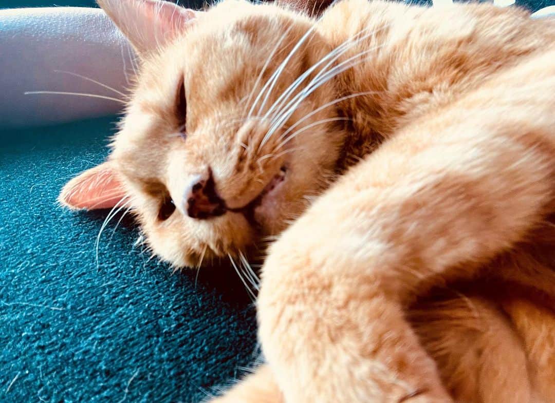 Shinnosukeさんのインスタグラム写真 - (ShinnosukeInstagram)「つい先日までの夏の暑い時期は一切来なかったのに、ここ最近涼しくなってきてからは横に来て寝っ転がるのでシーツが毛だらけになるのである。  #cat #猫」10月11日 8時11分 - shinscapade