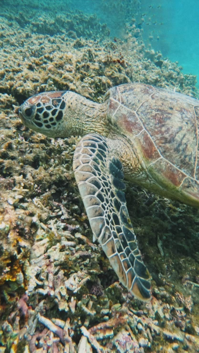 池田泉のインスタグラム：「🐢 ほんとにウミガメと一緒に泳ぐことができたんだー！ まだ信じられない。 宮古島に来て奇跡のようなすごい体験ができて 自然と涙がでてきた。 そう、体感こそが全て。ありがとう。 来れて本当に良かった。」