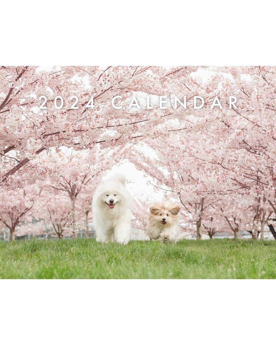 Loki the Corgiのインスタグラム：「Our 2024 calendars are coming! While we’re finalizing everything, use the code INSTAGRAM for 20% off pre-orders! Each pre-order will also come with 2 new Bear and Momo stickers 🐻‍❄️🐶 Place your pre-order now at www.lokiandfriends.com/calendar (link in bio)! We hope everyone will love the calendar as much as we do ❤️」