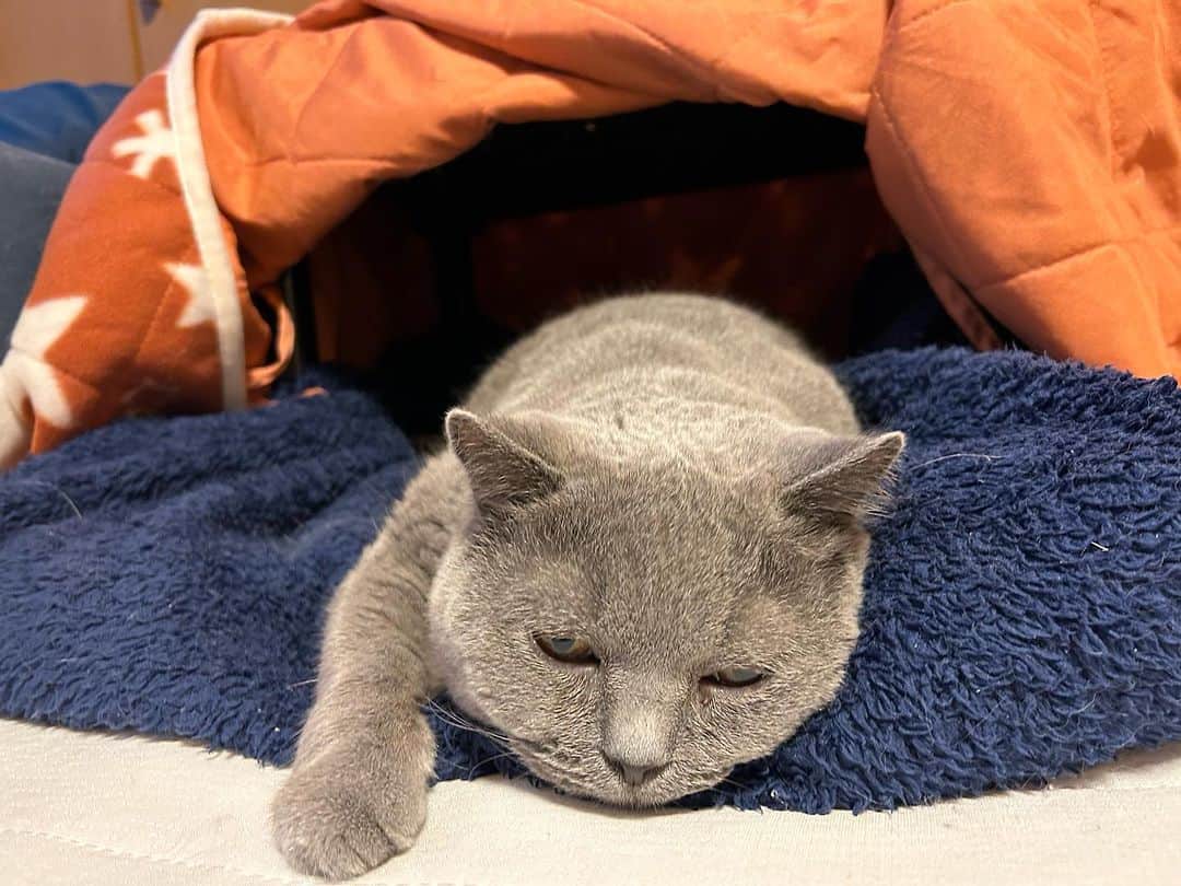 のインスタグラム：「おはにゃん🤗 寝る子は育つ💤 #こたつ の中からはみ出して寝る #諭吉 😍 やっぱりここが好きな #幸来 🥰  #諭吉と幸来 #ゆきさく #猫のいる暮らし」