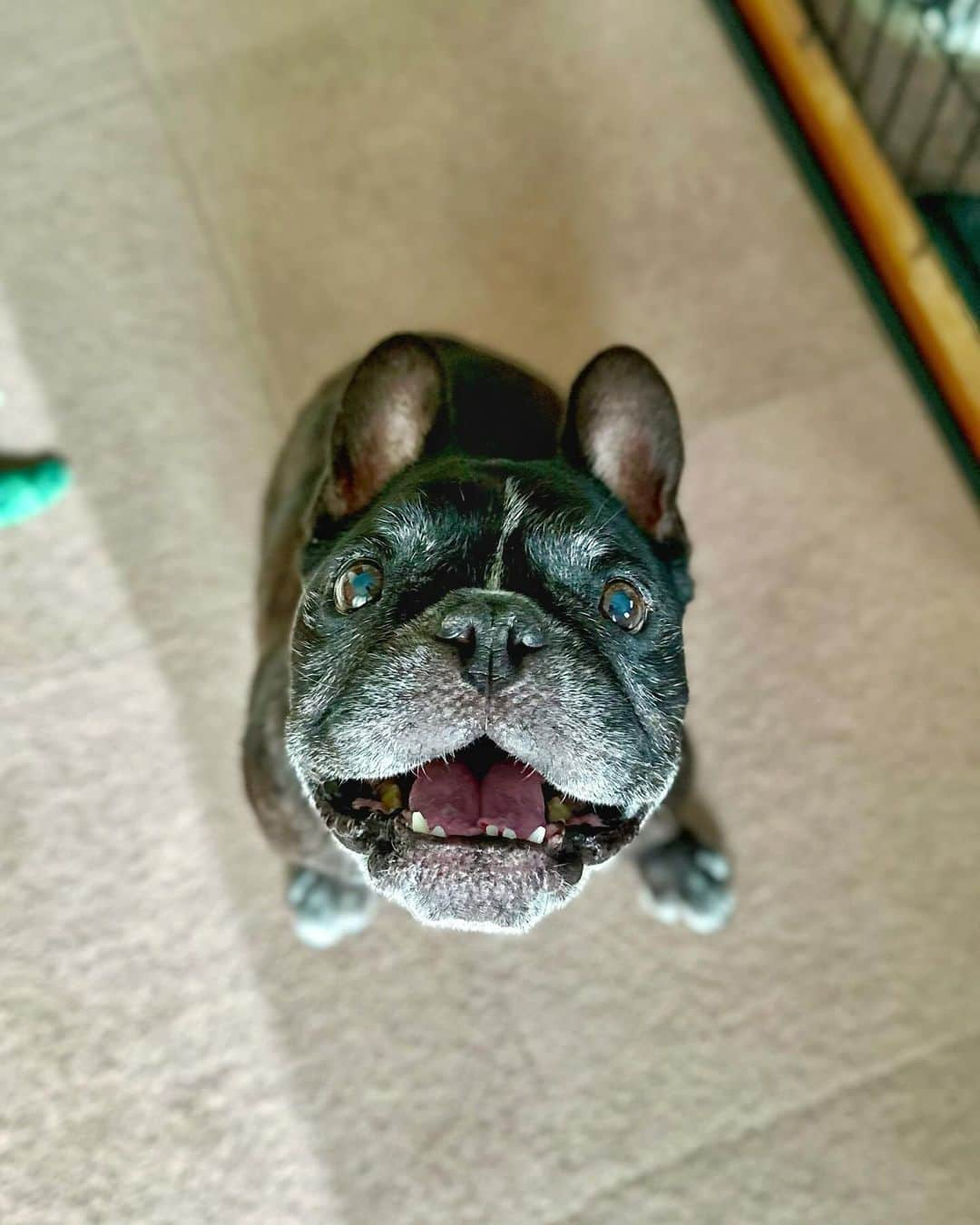 Turbo_dad フレブルのターボのインスタグラム：「Good morning   #frenchbulldog #frenchie #frenchbulldogsofinstagram #frenchbulldoglife #frenchbulldoglove #frenchiesofinstagram #frenchielove #フレブル #フレブルのいる生活 #フレブルのいる暮らし #フレブルライフ #buhi #ブヒ」