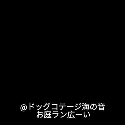 くるみんのインスタグラム：「* お友達のマネっこして、いつメン旅行をスライドショーにまとめてみました。 お友達が撮った写真もお借りしてます😊  @shiokara0811 さん、 @mayu.kuu0229 さんありがとう  #カニンヘンダックスフント  #カニンヘンダックスの日常 #カニンヘンダックス多頭飼い #カニンヘンダックス #カニンヘン #カニンヘンチョコタン #カニンヘンダックスチョコタン #カニンヘンの会 #カニンヘンダックスフンド #チョコタンダックスフント #チョコタンダックスフンド #チョコタンダックス #チョコタン #ダックス多頭飼い #ダックスフントカニンヘン #ダックスフント #ダックスフンドチョコタン #ダックスフンドカニンヘン #ダックス部 #ダックス #ダックスフンド #ダックスの日常 #ダックス短足部 #いぬバカ部 #いぬすたぐらむ #短足部 #海の音 #九十九里 #dachshund #dachs」