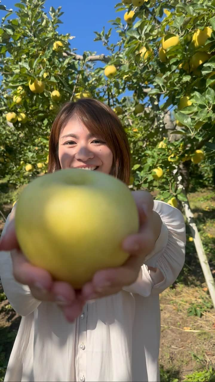 千葉真由佳のインスタグラム：「青森りんご、もぎました🍎🍏  そと川りんご園さま ありがとうございました✨  夏の気温の高さに気苦労が絶えなかった今年。 生産者のみなさんの努力で実ったりんご達が 美味しく成長していました🍎  食べることで故郷を応援し続けたい📣  #青森観光#女子旅 #そと川りんご園#🍏🍎  #トキ#りんご#広船りんご  #平川市#平川観光 #フリーアナウンサー #千葉真由佳 #Aomoritrip#PR」