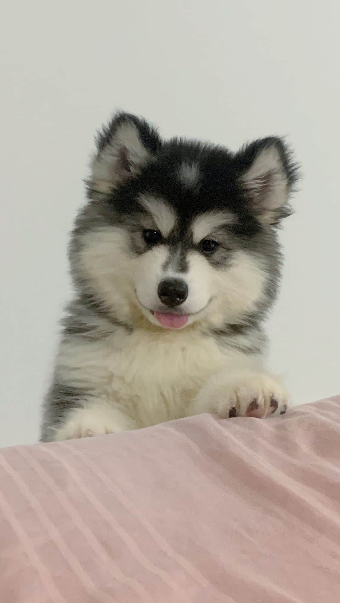 のインスタグラム：「Welcome home Freya 🐾❤️ • • • #siberianhusky #huskypuppy #cutepuppy #mypuppy #littlepuppy #puppyreels #happypuppy #dogreels #sleepypuppy #siberianhuskypuppy #anjinghusky」