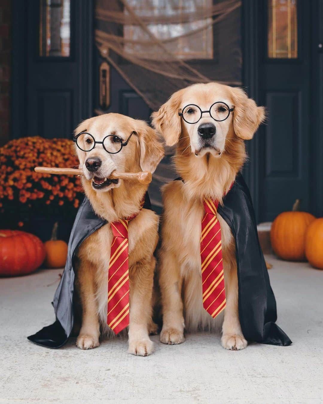 8crapさんのインスタグラム写真 - (8crapInstagram)「Which one is your favorite Halloween costume? 🎃👻 #9GAGHalloween - The spooky season is coming! Time to celebrate Halloween with your pup! #️⃣ Hashtag #9GAGHalloween on your dog’s Halloween photos/videos and we will feature our favorites on @9GAG and @Barked! - 📷 @lizzie.bear - #barked #9GAG #Halloween #Halloween2023 #dog #doggo」10月11日 10時00分 - barked