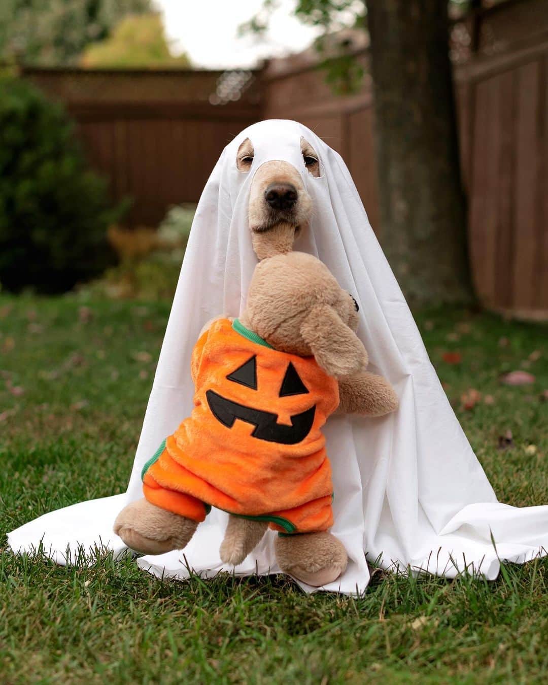 8crapさんのインスタグラム写真 - (8crapInstagram)「Which one is your favorite Halloween costume? 🎃👻 #9GAGHalloween - The spooky season is coming! Time to celebrate Halloween with your pup! #️⃣ Hashtag #9GAGHalloween on your dog’s Halloween photos/videos and we will feature our favorites on @9GAG and @Barked! - 📷 @lizzie.bear - #barked #9GAG #Halloween #Halloween2023 #dog #doggo」10月11日 10時00分 - barked