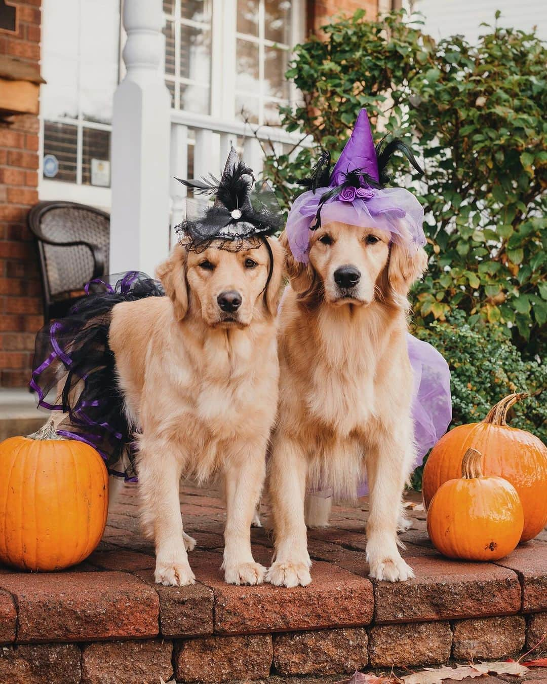 8crapさんのインスタグラム写真 - (8crapInstagram)「Which one is your favorite Halloween costume? 🎃👻 #9GAGHalloween - The spooky season is coming! Time to celebrate Halloween with your pup! #️⃣ Hashtag #9GAGHalloween on your dog’s Halloween photos/videos and we will feature our favorites on @9GAG and @Barked! - 📷 @lizzie.bear - #barked #9GAG #Halloween #Halloween2023 #dog #doggo」10月11日 10時00分 - barked