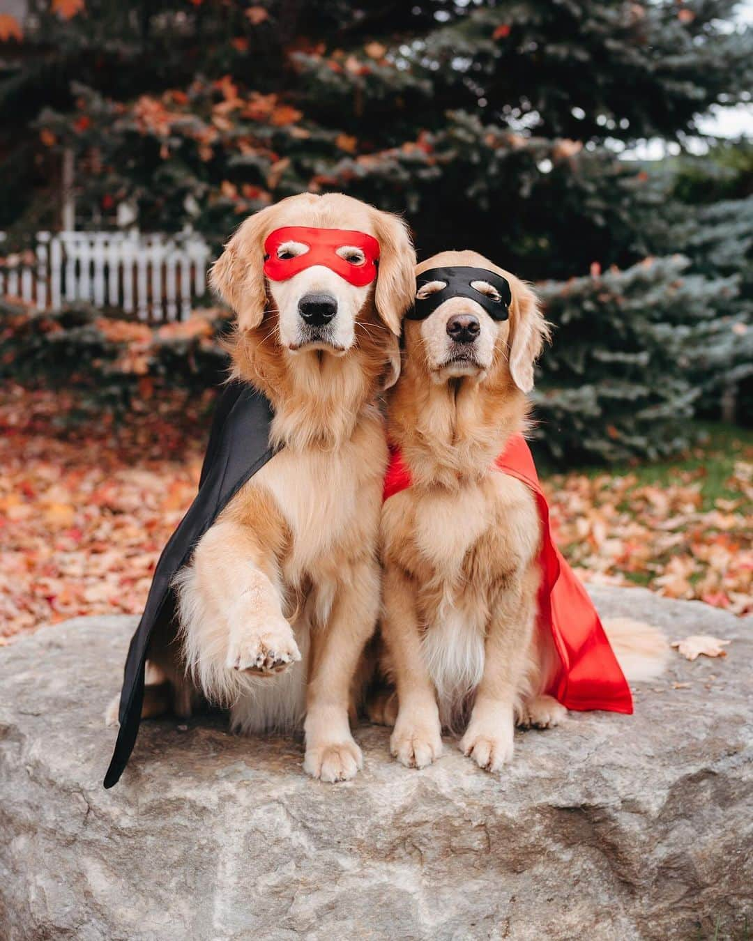 8crapさんのインスタグラム写真 - (8crapInstagram)「Which one is your favorite Halloween costume? 🎃👻 #9GAGHalloween - The spooky season is coming! Time to celebrate Halloween with your pup! #️⃣ Hashtag #9GAGHalloween on your dog’s Halloween photos/videos and we will feature our favorites on @9GAG and @Barked! - 📷 @lizzie.bear - #barked #9GAG #Halloween #Halloween2023 #dog #doggo」10月11日 10時00分 - barked