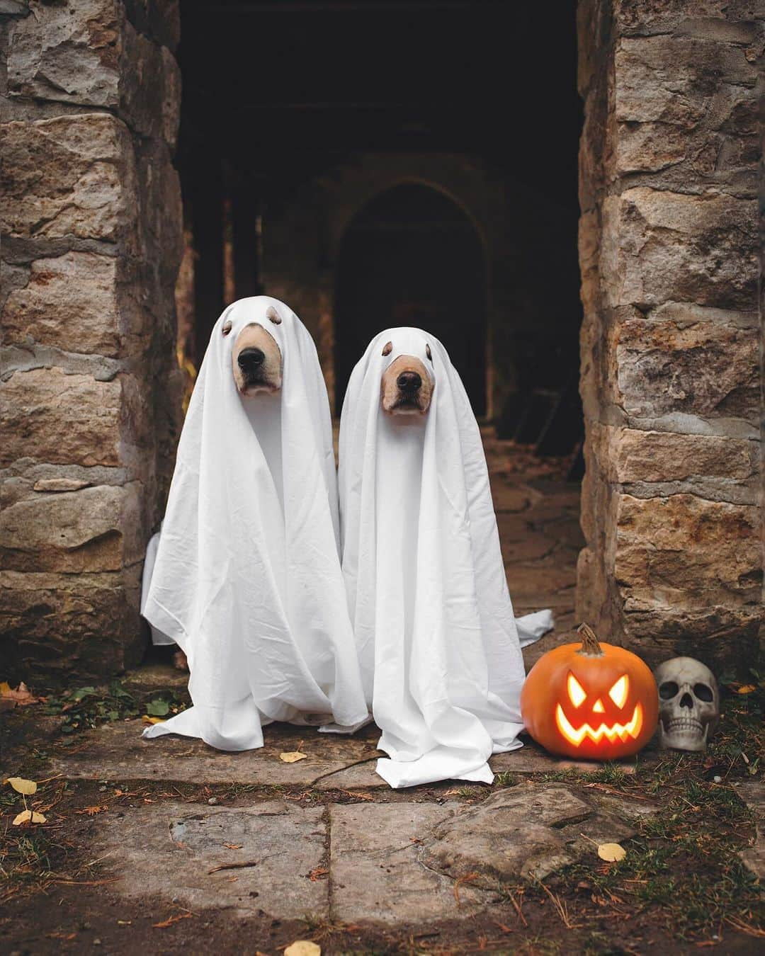 8crapのインスタグラム：「Which one is your favorite Halloween costume? 🎃👻 #9GAGHalloween - The spooky season is coming! Time to celebrate Halloween with your pup! #️⃣ Hashtag #9GAGHalloween on your dog’s Halloween photos/videos and we will feature our favorites on @9GAG and @Barked! - 📷 @lizzie.bear - #barked #9GAG #Halloween #Halloween2023 #dog #doggo」