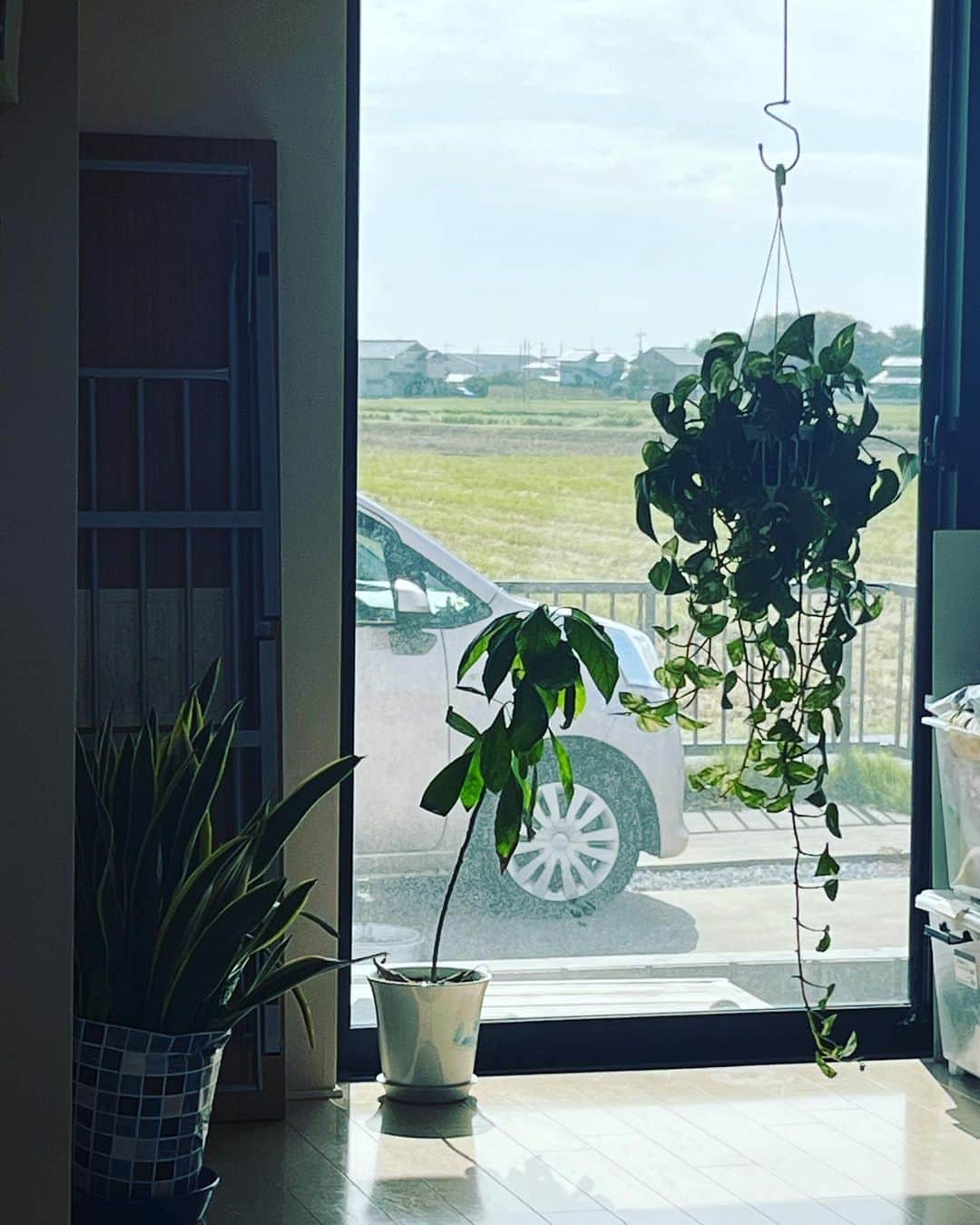 のインスタグラム：「私が数年前にたべたアボカド🥑君。 伸びすぎて傾いてきたー！ 今後どうしたらいいのやら。」