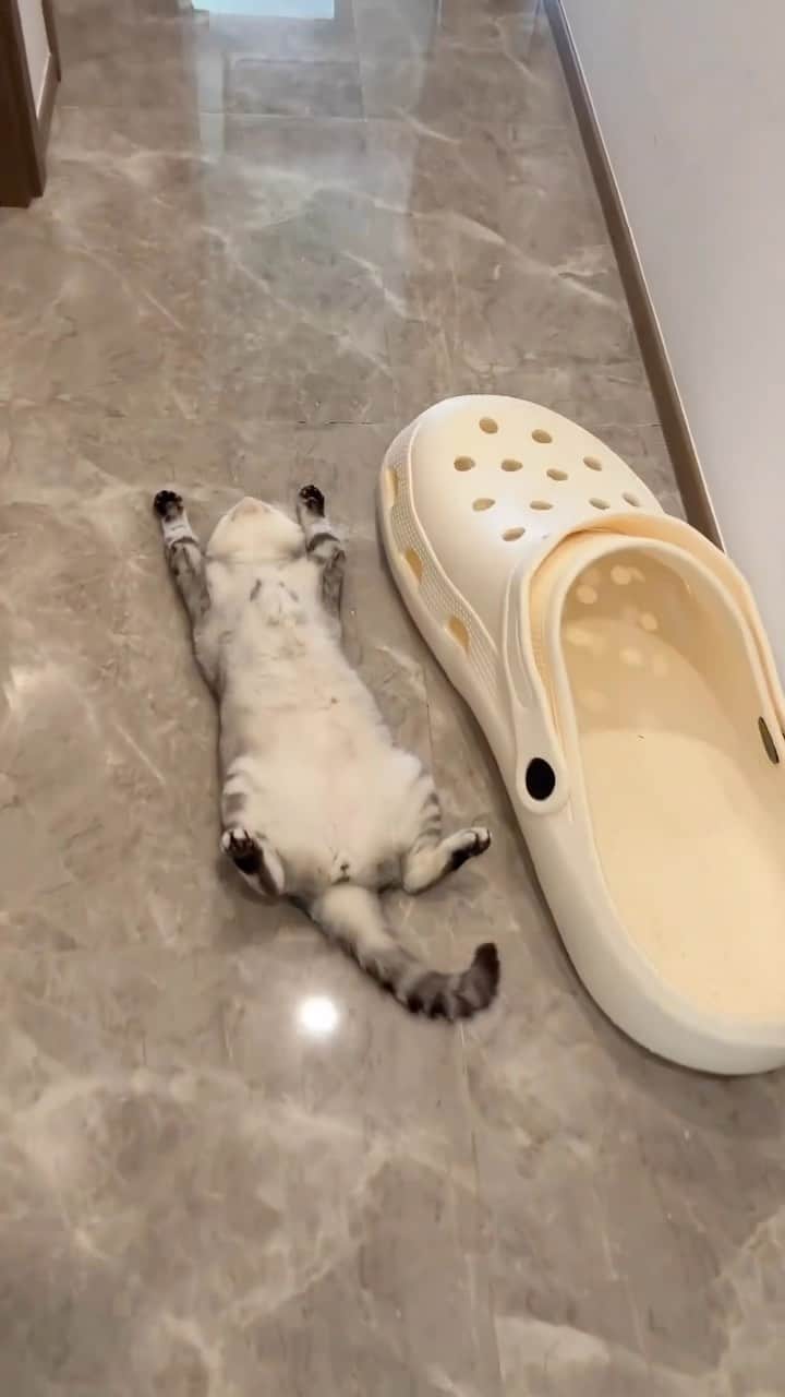 Aww Clubのインスタグラム