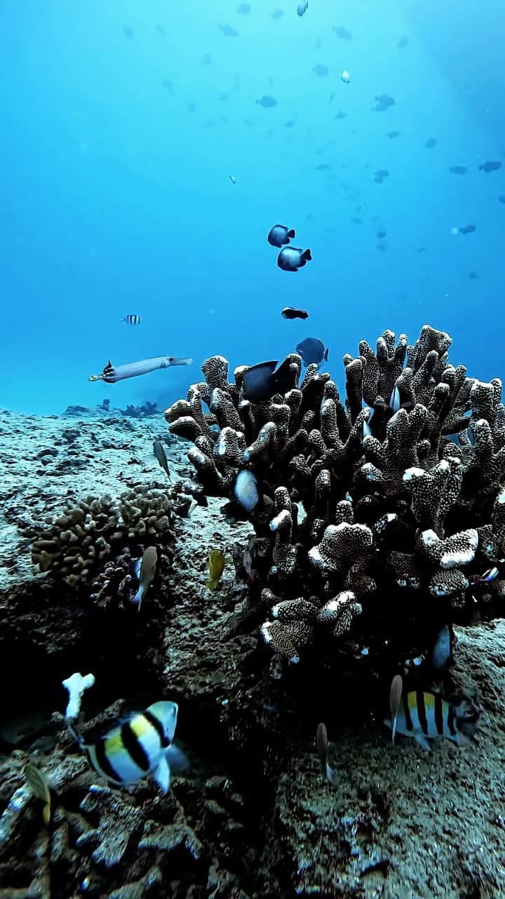 And Youのインスタグラム：「Slide into a world unknown on Dolphins and You dolphin watch and reef snorkeling tour to discover the world below the surface that so much amazing marine life calls home! 🤿🐠🐢🐬🐳#hawaiisnorkeling #oahu #ecotourism #malama #hawaiitours #dolphins #oahuthingstodo #hawaiivacation #explorehawaii #eagleray #seaturtle #reef #dolphinsandyou #andyoucreations」