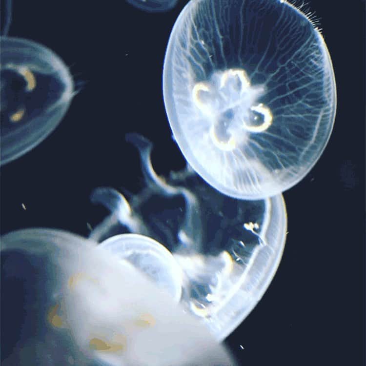 山口紗弥さんのインスタグラム写真 - (山口紗弥Instagram)「🪼   .」10月11日 16時14分 - saya4_6