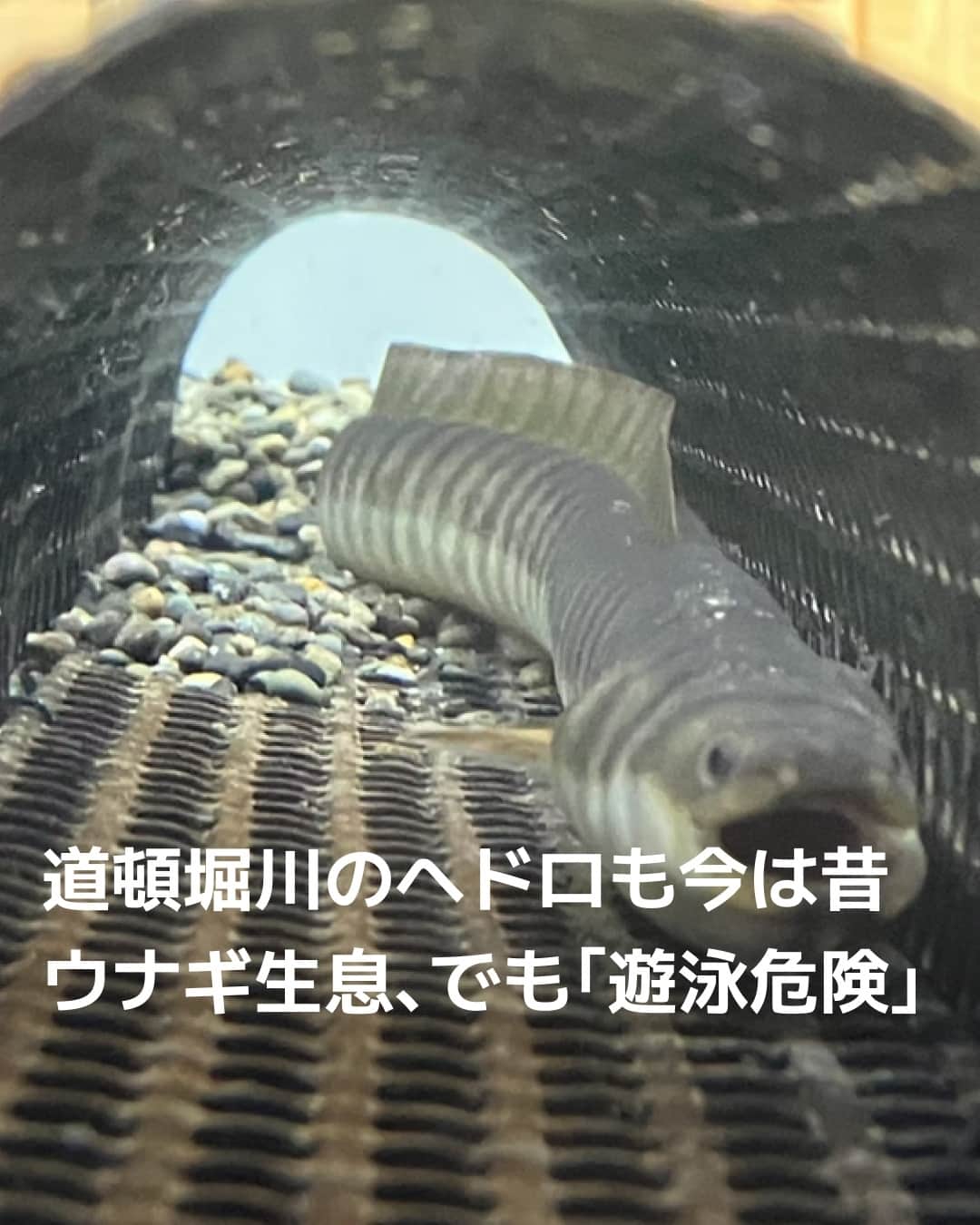 日本経済新聞社さんのインスタグラム写真 - (日本経済新聞社Instagram)「道頓堀川のヘドロも今は昔、ウナギも生息。⁠ 阪神タイガースのリーグ優勝でファンが飛び込む「水都大阪」の象徴。水質は改善している一方、人が泳げるかというと話は別。調査元は「道頓堀川は便器にたまった水の中を泳ぐようなもの」⁠ （ウナギの写真は大阪府寝屋川市の府立環境農林水産総合研究所生物多様性センター提供）⁠ ⁠ 詳細はプロフィールの linkin.bio/nikkei をタップ。⁠ 投稿一覧からコンテンツをご覧になれます。⁠→⁠@nikkei⁠ ⁠ #道頓堀 #大阪 #ミナミ #阪神タイガース #関西 #阪神ファン #日経電子版」10月11日 12時00分 - nikkei