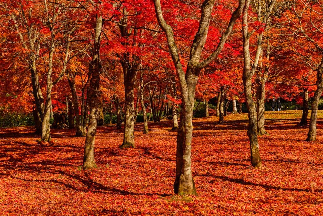 北海道じゃらん【公式】のインスタグラム：「#北海道じゃらん紅葉フォトコンテスト2023  開催中！詳しくはプロフィールTOPのURLをチェック！ ＊＊＊＊＊＊＊＊＊＊＊＊＊＊＊＊＊＊＊＊＊＊＊＊＊  鹿追で注目！紅葉絶景＆地元グルメドライブ🍂  本日の#1日1得 ネタは 鹿追町『福原山荘』  私有地を紅葉の時期限定で開放✨ 自然を生かした入場無料の庭園！  詳しい情報は北海道じゃらん10月号P62をチェック！  #北海道じゃらん #じゃらん #北海道じゃらん10月号 #北海道 #1日1得 #お得 #鹿追 #福原山荘 #紅葉 #北海道紅葉 #北海道絶景 #絶景 #北海道 #japan #hokkaido」