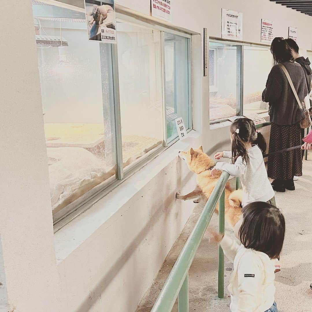 KIKIのインスタグラム：「草津熱帯圏 帰省してお天気悪いと行こうかとなる（それでなくてもけっこう見応えあって楽しい） 犬も一緒に入れるのだけど においがいろいろ強いこともあり始終興奮しっぱなしで前のめりに🐕 そんな長女にワニがおどろくスピードで威嚇してきた🐊💦」