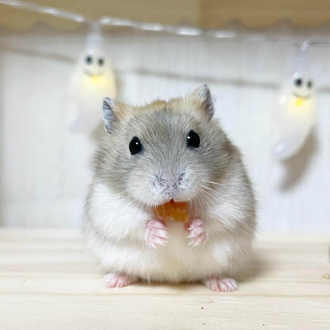 のインスタグラム：「ハロウィンの仮装の準備でちゅ🦇  ゆずちゃんますますお顔が黒くなってきたよ〜✨️どんどん毛色が変化していくの楽しいね🤭♥️ 2023.10.11 ✼••┈┈••✼••┈┈••✼••┈┈••✼••┈┈••✼  #ハムスターゆず#ハムスター#ジャンガリアンハムスター#ジャンガリアン#ジャンガリアンプディング#プディングジャンガリアン#イエロージャンガリアン#ふわもこ部 #モフモフ#ペット#親バカ部 #hamster#djungarian#hamstagram#hammy#happy_pets#PET_OF_OUR_WORLD#igersjp#ig_japan#instapet#weeklyfluff#kawaii#cute#仓鼠#정글리안#햄스터」
