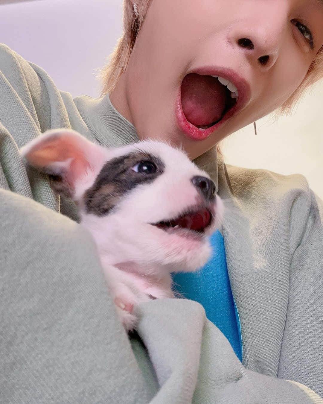 ヤンヤン（YangYang）さんのインスタグラム写真 - (ヤンヤン（YangYang）Instagram)「Thank you @buzzfeedceleb for giving us such a cute interview❤️❤️ hope to do another puppy interview in the future!!」10月11日 13時52分 - yangyang_x2