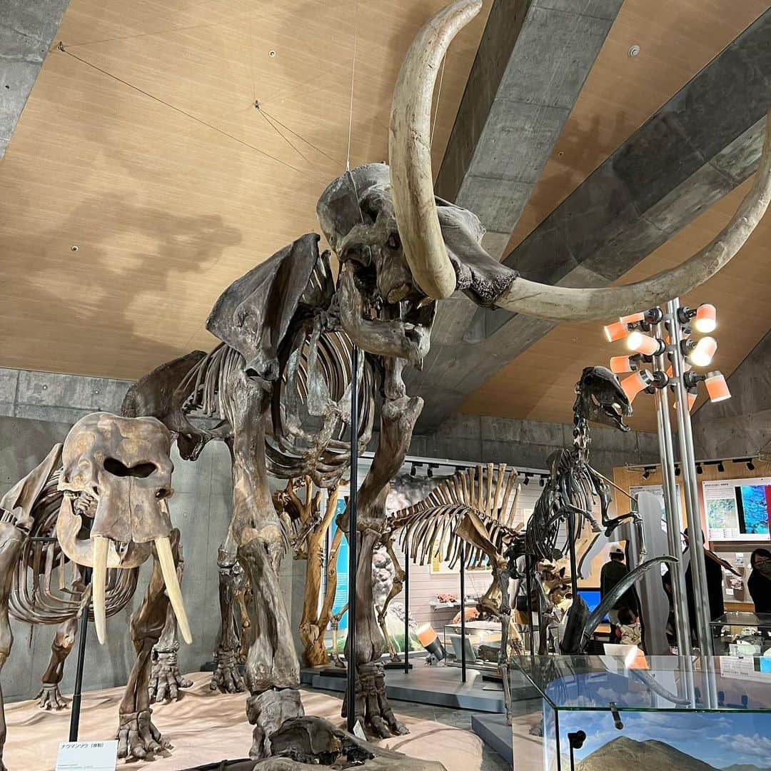 武藤乃子のインスタグラム：「🦕 群馬県立自然史博物館で開催の企画展「ポケモン化石博物館」(写真ないけど)へ、GO！！ 二男がずっと楽しみにしていました。  私はポケモンは全く知らないのですが、実世界とリンクしてキャラクターが作られていたのですね…。 面白かったです！！  常設展は、何度行ってもしっかり楽しめます。浪漫だ🦕  #群馬県立自然史博物館  #ポケモン化石博物館  #ポケモン #群馬県 #群馬  #群馬観光」