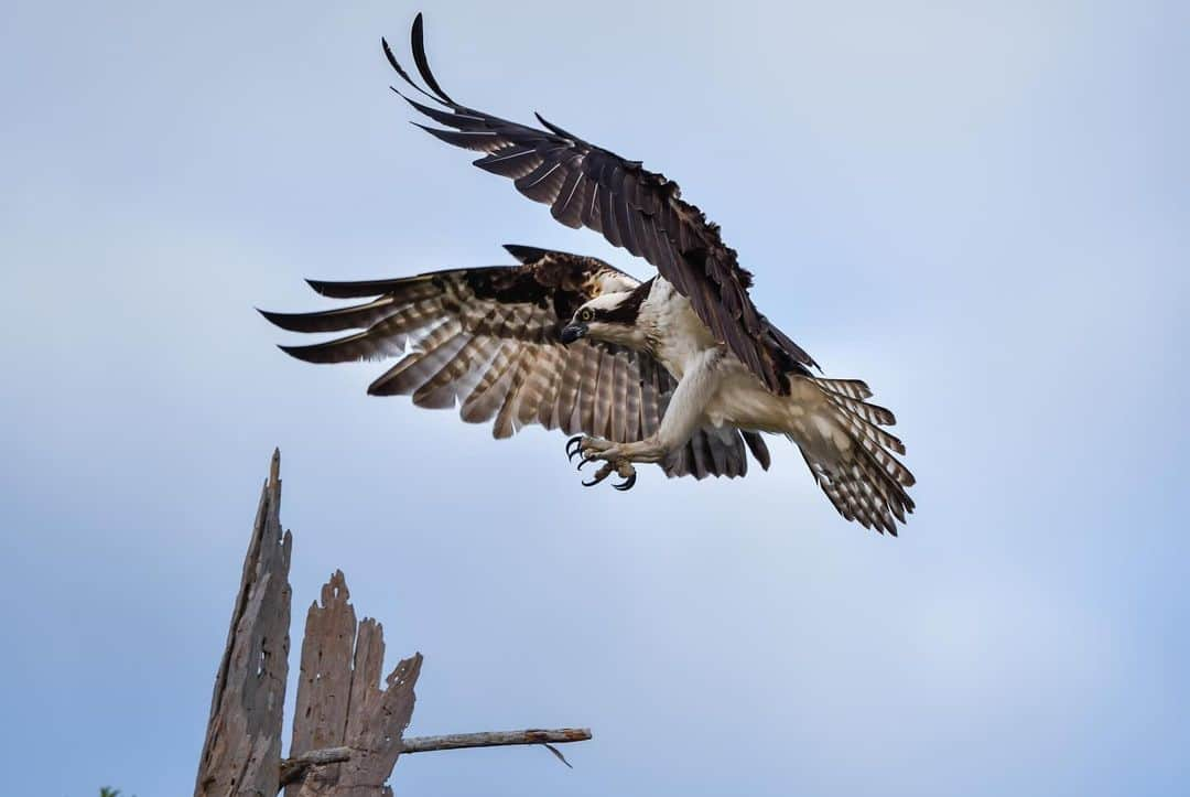 Keith Ladzinskiさんのインスタグラム写真 - (Keith LadzinskiInstagram)「The distinctive wing shape and structure of the Osprey always makes for a fun bird to photograph. They’re remarkably efficient hunters and can be found on every continent except Antarctica.」10月11日 23時57分 - ladzinski