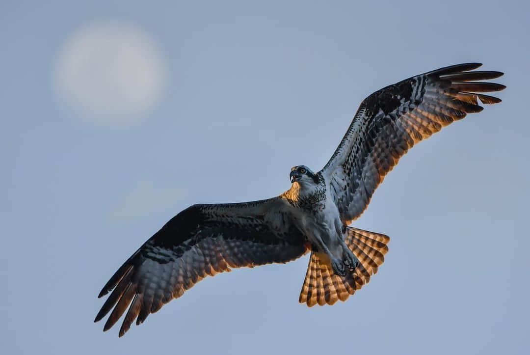 Keith Ladzinskiさんのインスタグラム写真 - (Keith LadzinskiInstagram)「The distinctive wing shape and structure of the Osprey always makes for a fun bird to photograph. They’re remarkably efficient hunters and can be found on every continent except Antarctica.」10月11日 23時57分 - ladzinski