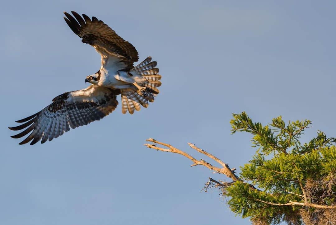 Keith Ladzinskiさんのインスタグラム写真 - (Keith LadzinskiInstagram)「The distinctive wing shape and structure of the Osprey always makes for a fun bird to photograph. They’re remarkably efficient hunters and can be found on every continent except Antarctica.」10月11日 23時57分 - ladzinski