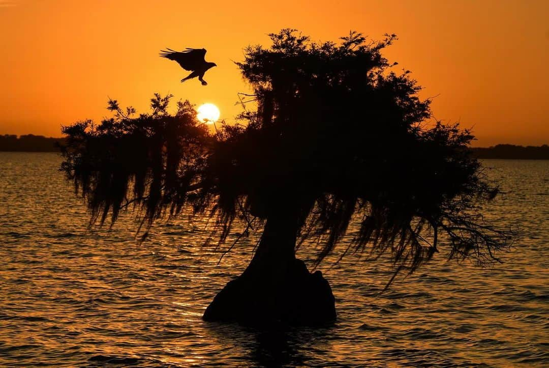 Keith Ladzinskiさんのインスタグラム写真 - (Keith LadzinskiInstagram)「The distinctive wing shape and structure of the Osprey always makes for a fun bird to photograph. They’re remarkably efficient hunters and can be found on every continent except Antarctica.」10月11日 23時57分 - ladzinski