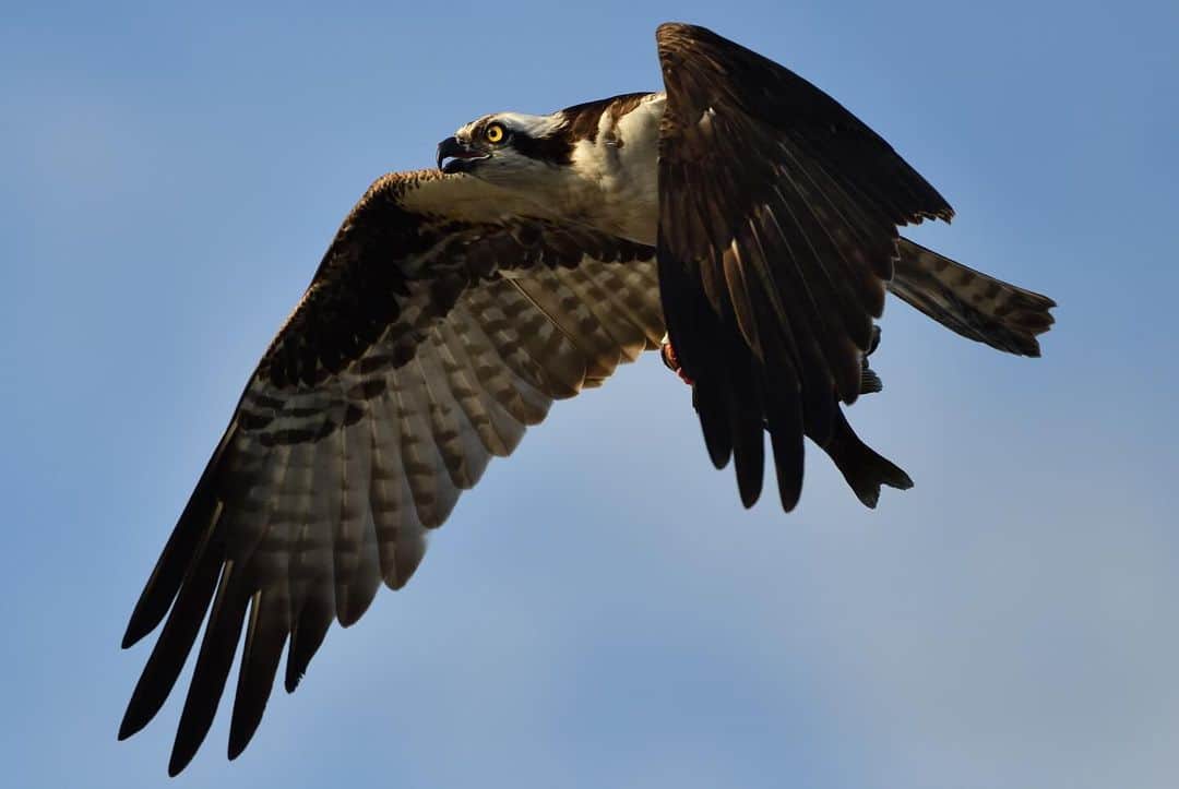Keith Ladzinskiさんのインスタグラム写真 - (Keith LadzinskiInstagram)「The distinctive wing shape and structure of the Osprey always makes for a fun bird to photograph. They’re remarkably efficient hunters and can be found on every continent except Antarctica.」10月11日 23時57分 - ladzinski
