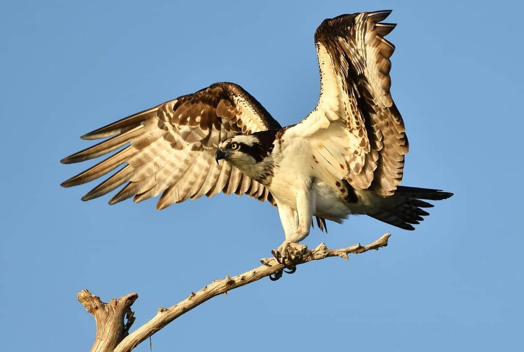 Keith Ladzinskiさんのインスタグラム写真 - (Keith LadzinskiInstagram)「The distinctive wing shape and structure of the Osprey always makes for a fun bird to photograph. They’re remarkably efficient hunters and can be found on every continent except Antarctica.」10月11日 23時57分 - ladzinski