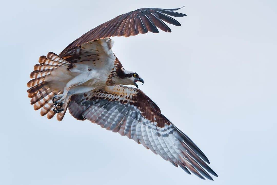 Keith Ladzinskiさんのインスタグラム写真 - (Keith LadzinskiInstagram)「The distinctive wing shape and structure of the Osprey always makes for a fun bird to photograph. They’re remarkably efficient hunters and can be found on every continent except Antarctica.」10月11日 23時57分 - ladzinski