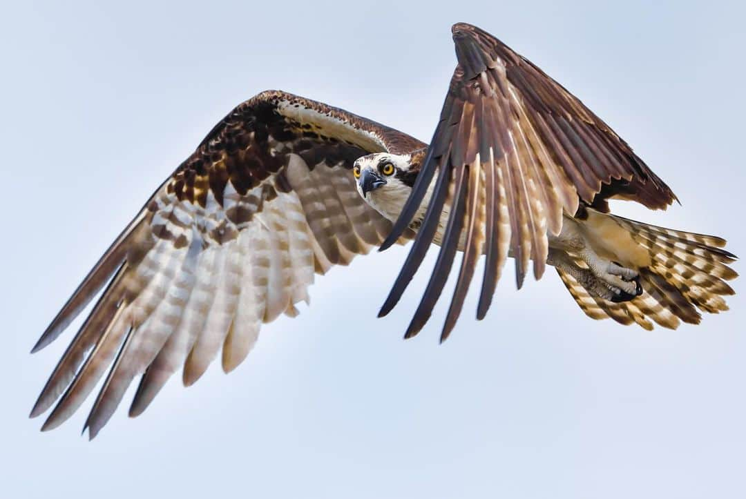 Keith Ladzinskiさんのインスタグラム写真 - (Keith LadzinskiInstagram)「The distinctive wing shape and structure of the Osprey always makes for a fun bird to photograph. They’re remarkably efficient hunters and can be found on every continent except Antarctica.」10月11日 23時57分 - ladzinski