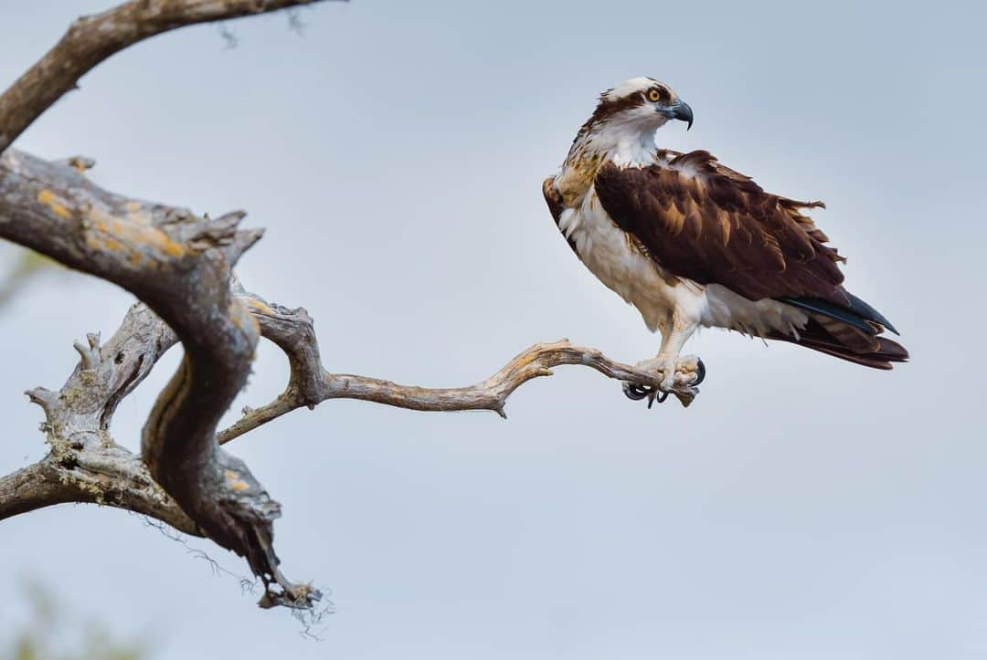 Keith Ladzinskiさんのインスタグラム写真 - (Keith LadzinskiInstagram)「The distinctive wing shape and structure of the Osprey always makes for a fun bird to photograph. They’re remarkably efficient hunters and can be found on every continent except Antarctica.」10月11日 23時57分 - ladzinski