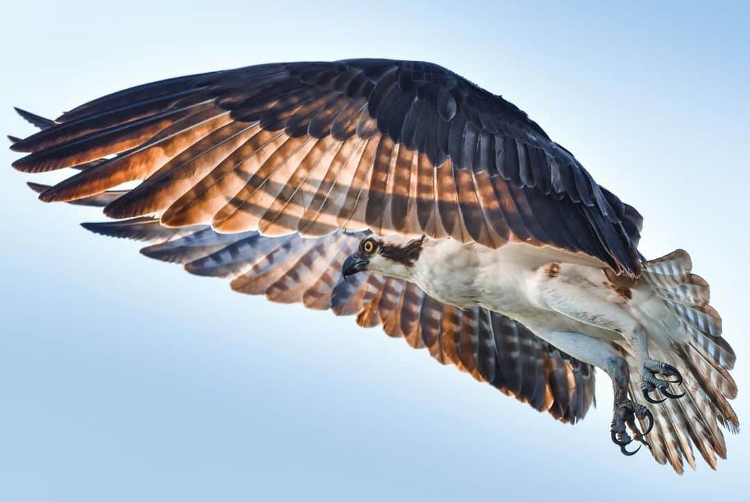 Keith Ladzinskiのインスタグラム：「The distinctive wing shape and structure of the Osprey always makes for a fun bird to photograph. They’re remarkably efficient hunters and can be found on every continent except Antarctica.」