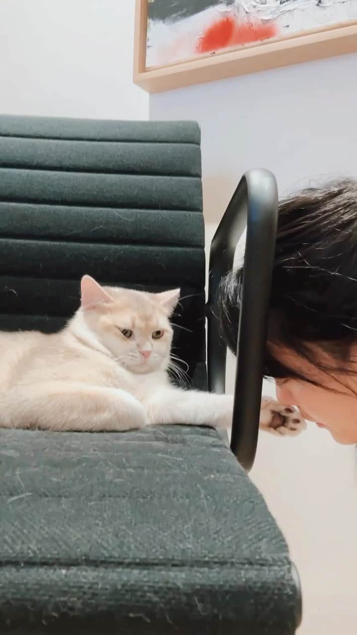 白癡公主のインスタグラム：「喵喵，如果你覺得備感威脅，請眨一隻眼 @mrmacmeow」
