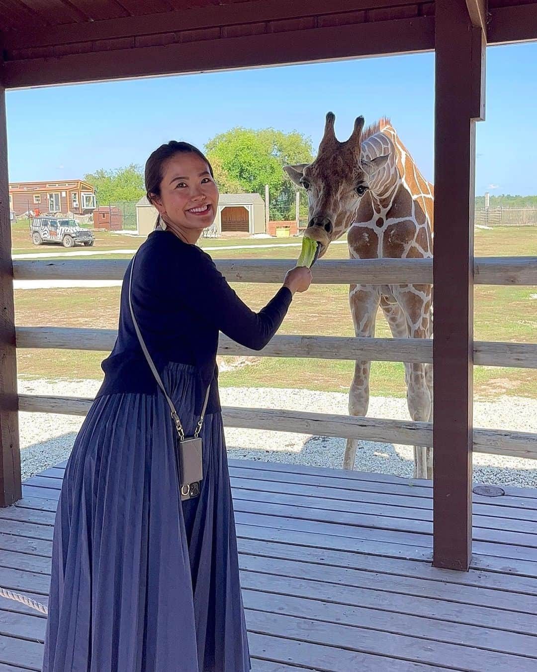 渋佐和佳奈のインスタグラム：「【#渋佐和佳奈のシカゴ便り🕊 108】  📍 Safari Lake Geneva  動物たちが急接近…！！ ウィスコンシン州にあるど迫力のサファリパークへ🦓🦒❣️  自家用車でサファリパークをドライブスルーしながら バイソンやラクダや牛、ダチョウ、アルパカ…と様々な動物たちに餌やりができるこちらの施設！  動物たちが餌を求めて容赦なく車に近寄ってきます🚗🦌 さすがにバイソンやダチョウは窓を開けるのが怖くて開けられなかったけど(ダチョウは普通に車を突いてきます😂)、冷静に考えるとこんなに至近距離で無防備(車窓全開状態)に動物と触れ合えるのは、さすがアメリカ🇺🇸！笑  前の車のアメリカ人の子供たちは窓から身を乗り出して餌をあげていました！逞しすぎる😂😂😂😂  ちなみにここはオンラインでの事前予約が必須で直前になると予約が埋まるので注意⚠️ 私は朝イチの9〜10時入場チケットを買ったのですが、比較的空いていてゆっくり見られるし動物たちも元気だったのでオススメです👍❤️ しかもパークを一周し終えても、まだ物足りなければ何周でも楽しめるのも良いところ🚗(私は２周しました😆)  餌は5ドルで購入できて、 大きな容器に入っているのでひとつで十分でした🌼 ただ餌いっぱいの容器をそのまま動物たちに差し出すとあっという間に食べきってしまうので、ボウル型の紙皿を持参して、車内で取り分けてから、少量ずつ餌やりするのがオススメです！  サファリパークをドライブスルーした後は、1日に何回か決められた時間に開催されるキリンの餌やりを体験❣️ むしゃむしゃと目の前で餌を食べるキリンがとても可愛かったです🦒！  ワイルドなサファリパーク、 とても楽しかった〜😍  #Safarilakegeneva #サファリパーク #safari  #アメリカ #アメリカ在住 #アメリカ暮らし #シカゴ在住 #usa🇺🇸 #Chicago #chicagogram  #アナウンサー  #リポーター #シカゴ在住アナウンサー #announcer #reporter #wakanashibusa」