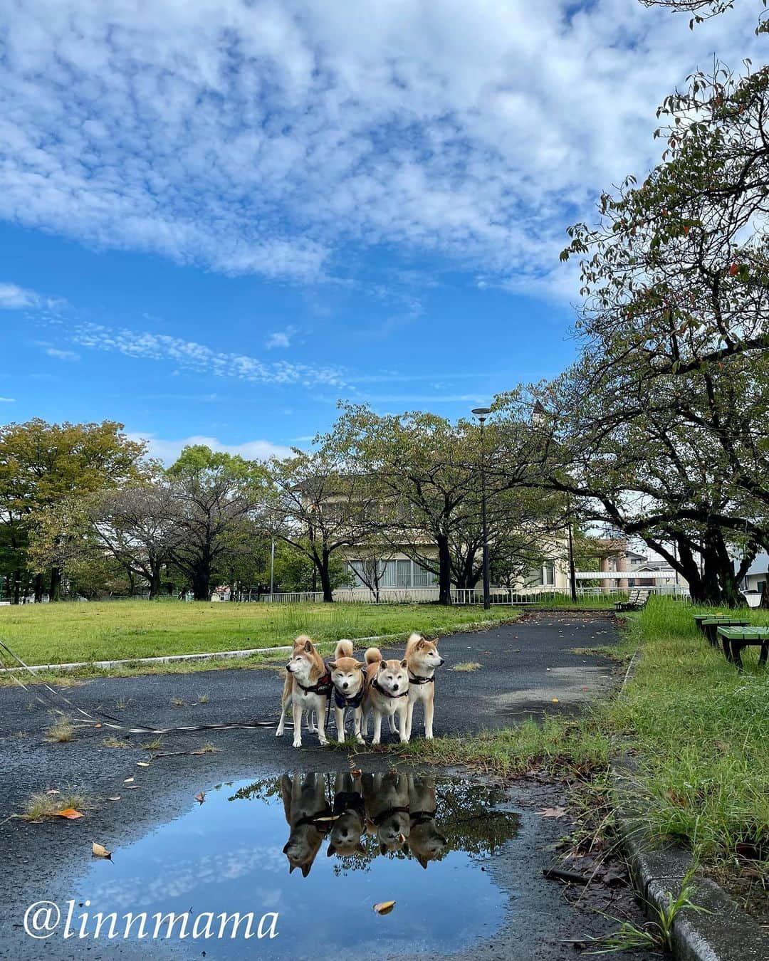 linnmamaのインスタグラム：「秋の空💙🩵〜①雨あがりの空がすっかり秋でした😊〜②麗、みんなと並んで歩けます🐾〜我が家の階段も上り下りできるようになりました😍〜洋服👚も馴染んできたかな💕〜食欲も少しずつ回復してきました〜エリカラ卒業したらストレス減ったみたいです😊 ＊ ＊ ＊ #柴犬#dog #柴犬凜の勇気凜々every day  #多頭飼い  #shibastagram #my_eos_photo  #eosr6#eosr10 #ドッグフォトグラファーズ #iphone12#iphone12promax  #あさんぽ#夕方散歩 #雨あがり #水たまり」