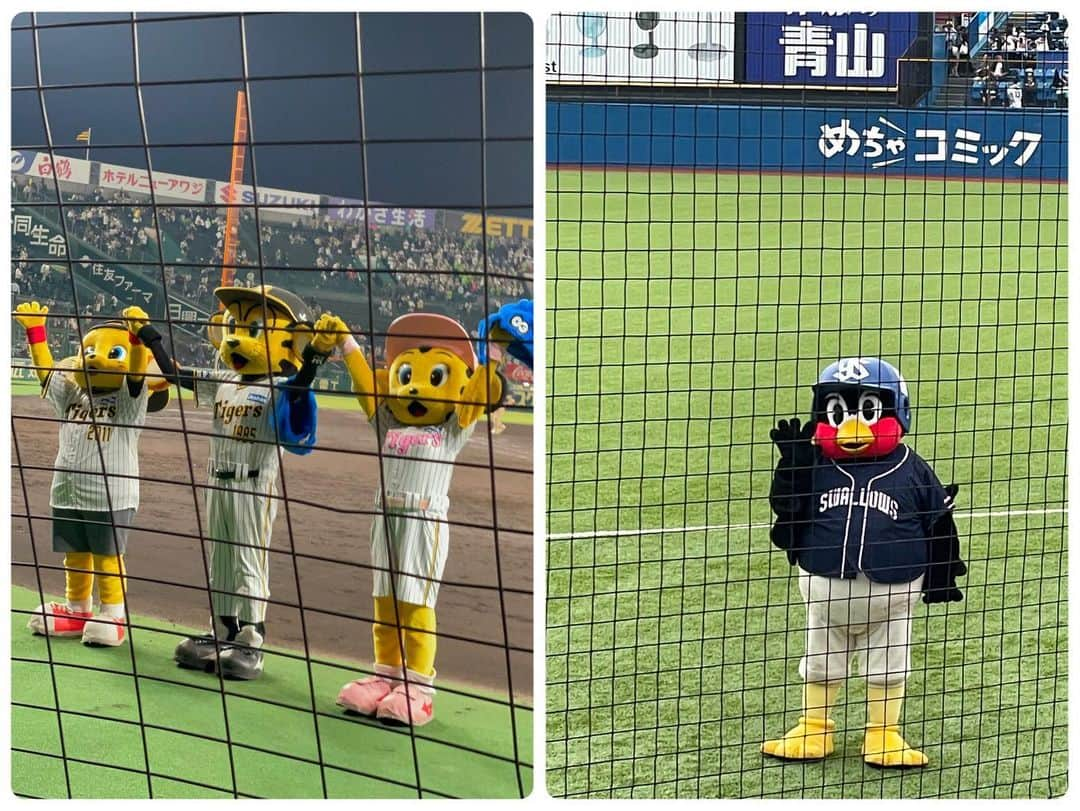 橘ゆりかさんのインスタグラム写真 - (橘ゆりかInstagram)「⁡ ⁡ 推しのシーズンが終わっちゃったよー⚾️⛱️🐧 まだまだ見たかったけどお疲れ様でした👏 ⁡ 今年は初めての甲子園に2回も行けて DAZNにもがっつり映り込めたよ！笑 気づいてた人いる？？🫣 中継で家族に見守られながらカレーを食べました🍛 ⁡ それから！初めてのエスコンでは高校野球の 予選大会で眩しいくらいの熱量を感じて ⁡ 初めてのZOZOマリンスタジアムでは雨に降られて ⁡ 初めてのWBC親善試合の観戦へ🌍 ⁡ ホーム神宮を今年も青年館ホテルから眺めたり ⁡ いろんな球場デビューができて充実してたなぁ☺️☺️ ⁡ ⁡ 日本シリーズも中継で見ると思うけど はやくも来シーズンが待ち遠しいや🥹！ 来年も応燕するぞ🐧ヤクルト飲んで寝て待ってる💤 ⁡ ⁡ ⁡ ⁡ #東京ヤクルトスワローズ #ヤクルト #阪神甲子園球場 #甲子園 #阪神タイガース #エスコンフィールド北海道 #京セラドーム #wbc #オリックスバファローズ #zozoマリンスタジアム #千葉ロッテマリーンズ #神宮球場 #日本青年館ホテル #野球観戦 #橘ゆりか #野球女子 #swallows #baseball」10月11日 16時56分 - yuricalcal