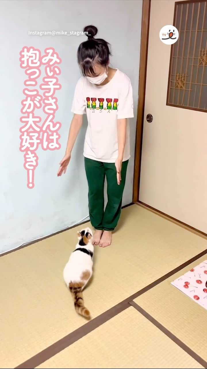 PECOねこ部のインスタグラム：「「ママにはジャンプ、パパには……？🤭」 ㅤㅤ 今回素敵な投稿をしてくださったのは… @mike_stagram_ さん（みぃ子さん） 他にも素敵なお写真がたくさんあるので ぜひ遊びに行ってみてね♪ ㅤㅤ ㅤㅤ ㅤㅤ 〖 #ペコねこ部（ #pecoいぬ部 ） 〗をつけてご投稿いただくと PECOのSNSで楽しくご紹介させていただきます😋 フォロー&コメントお待ちしています✨ ㅤㅤ ㅤㅤ  ============================== @pecocats（ @pecodogs ）☚YouTubeでも可愛いワンニャン紹介中🐶💕 ==============================  #猫部 #ふわもこ部 #猫好きな人と繋がりたい #catstagram #catlover #냥스타그램 #캣스타그램 #三毛猫 #みけねこ #抱っこ大好き #ジャンプ猫 #スリスリ攻撃」